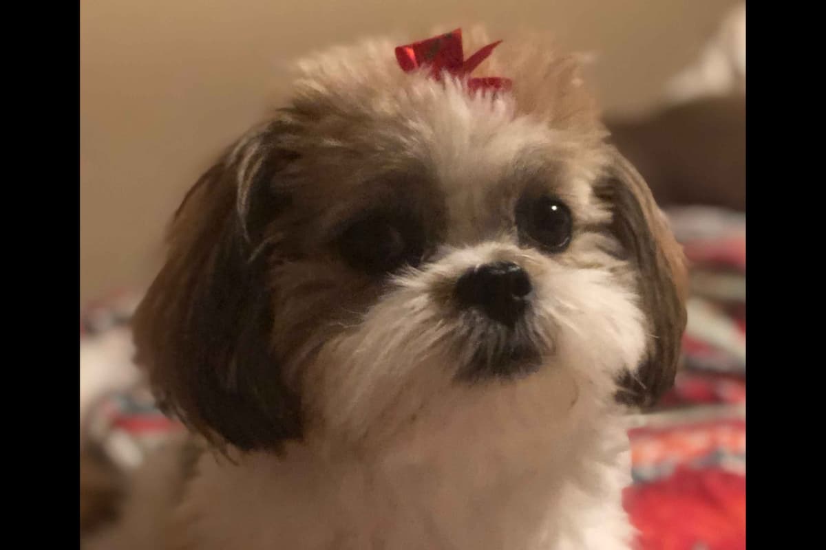 Lhasa Apso Puppies breeder image 20