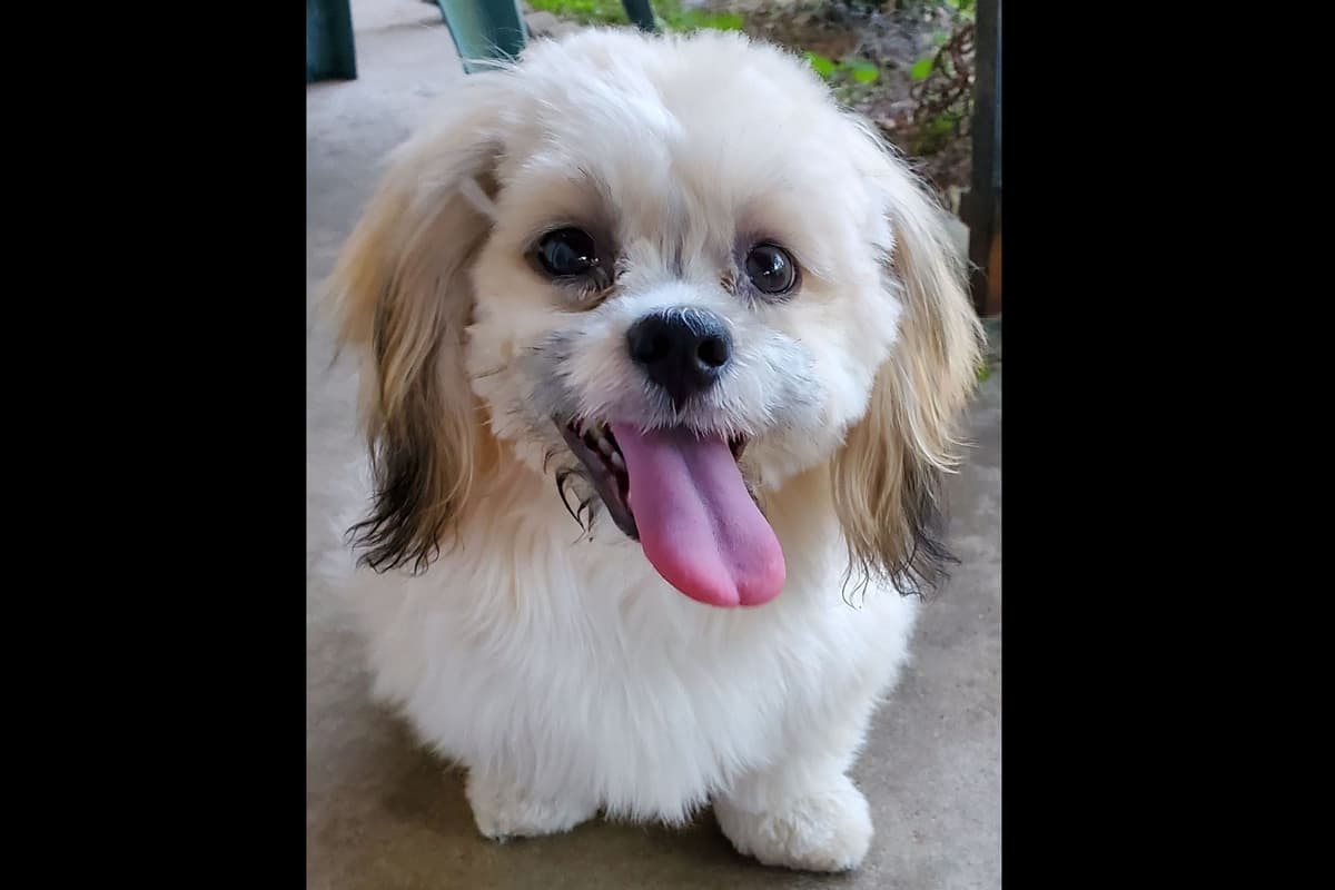 Lhasa Apso Puppies breeder image 21