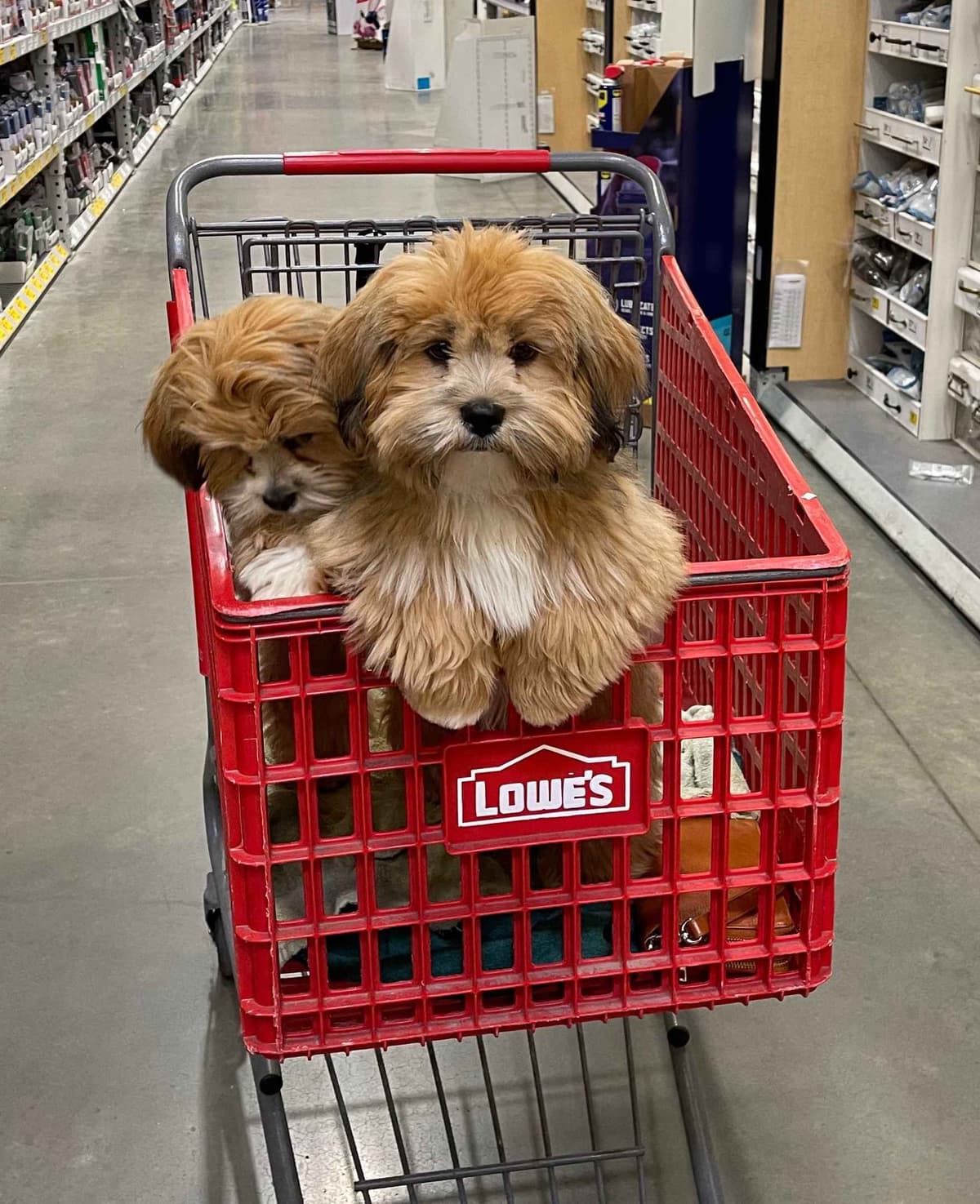 Lhasa Apso Puppies breeder image 23