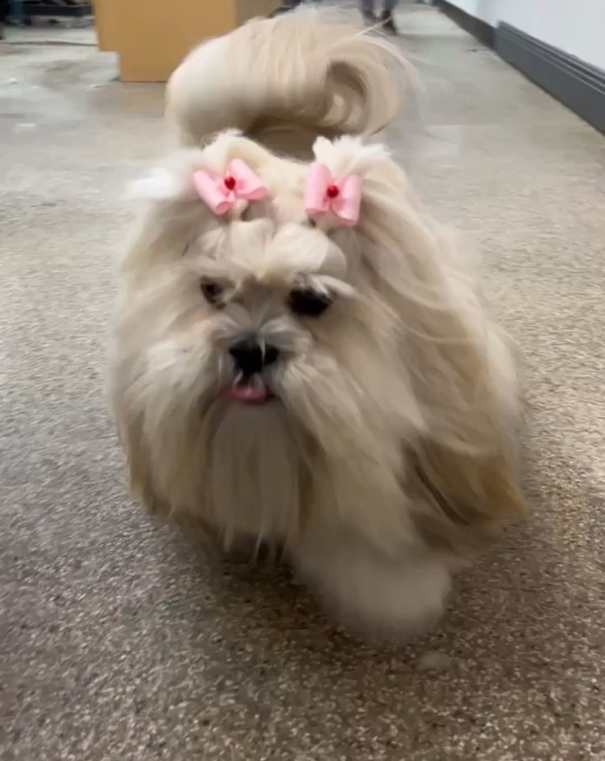 Lhasa Apso Puppies breeder image 24