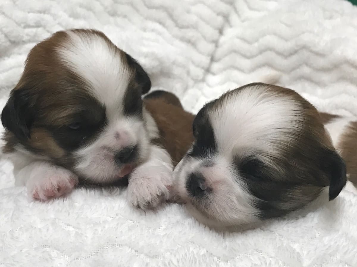 Lhasa Apso Puppies breeder image 25