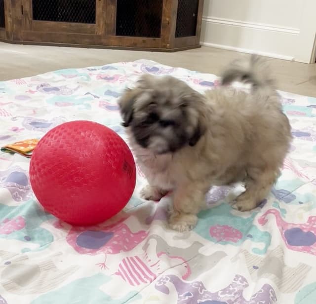 Lhasa Apso Puppies media 2