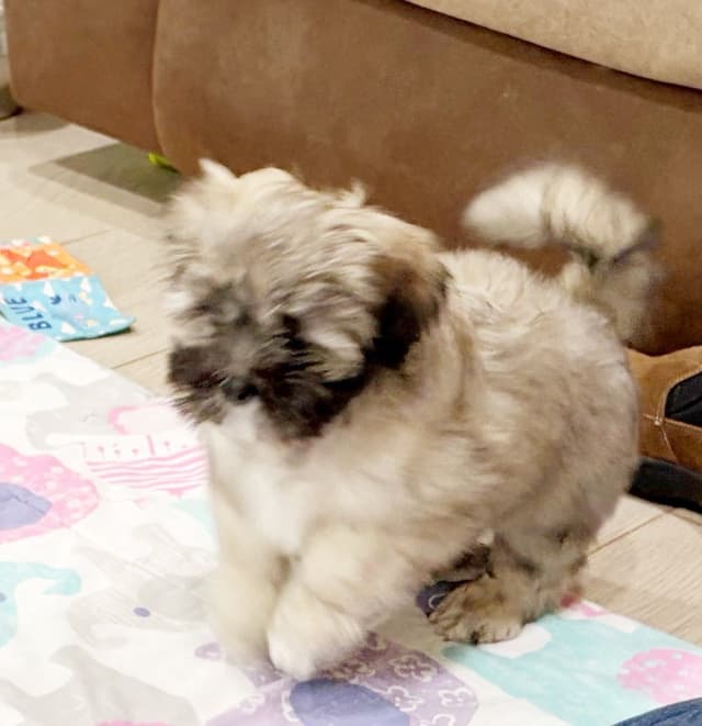 Lhasa Apso Puppies media 3