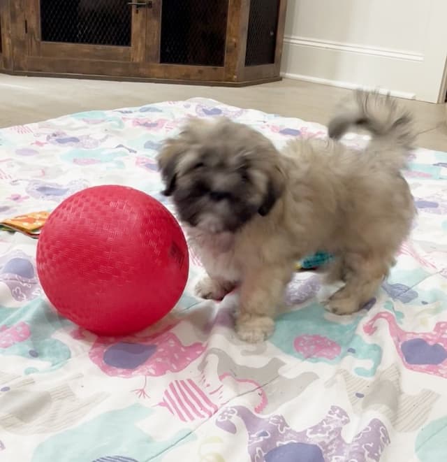 Lhasa Apso Puppies media 4