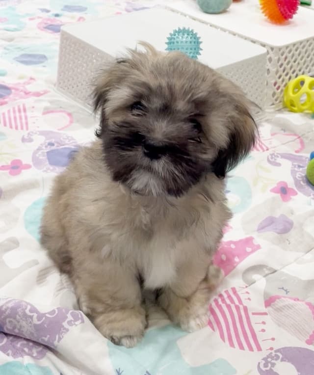 Lhasa Apso Puppies media 5