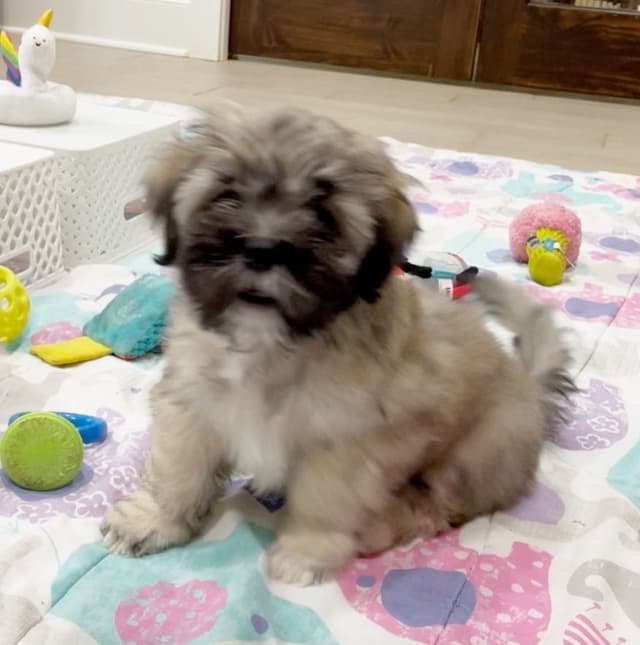 Lhasa Apso Puppies media 6