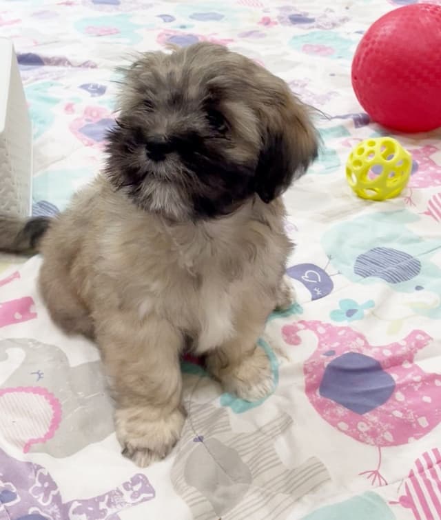 Lhasa Apso Puppies media 7