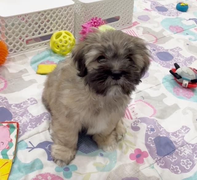 Lhasa Apso Puppies media 8