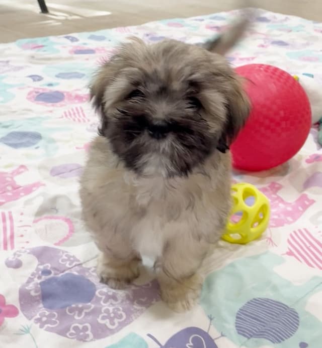 Lhasa Apso Puppies media 9