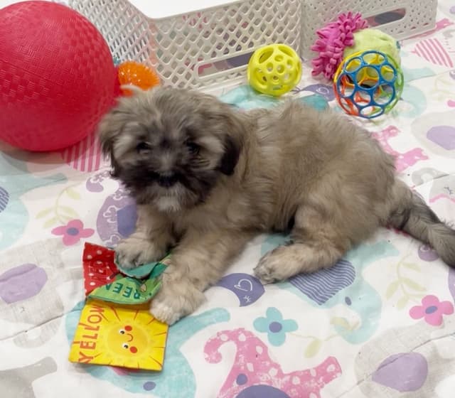 Lhasa Apso Puppies media 10