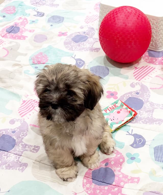 Lhasa Apso Puppies media 11