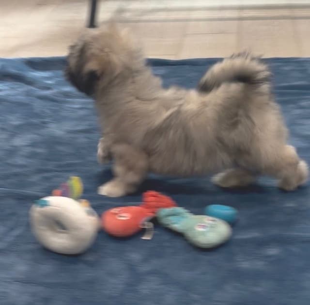 Lhasa Apso Puppies media 12