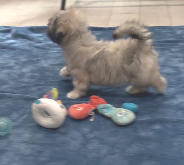 Lhasa Apso Puppies media 13
