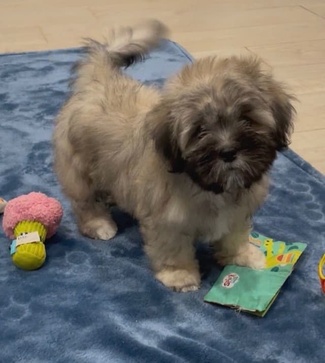 Lhasa Apso Puppies media 14