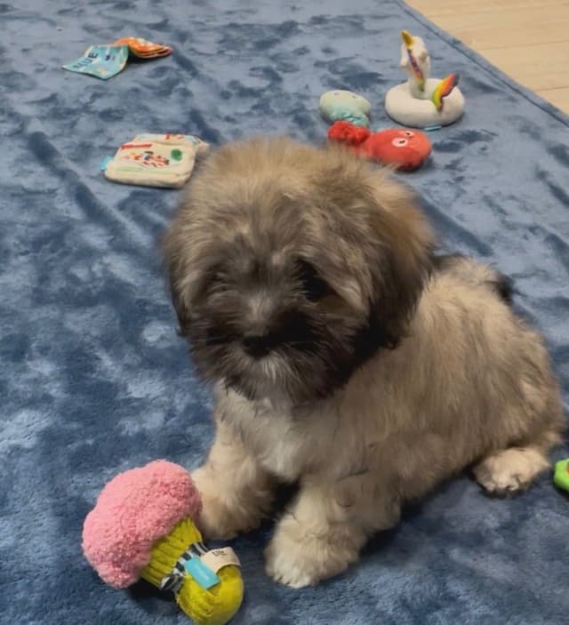 Lhasa Apso Puppies media 15