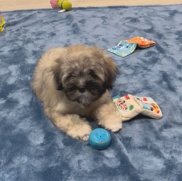 Lhasa Apso Puppies media 16