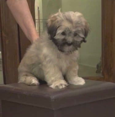 Lhasa Apso Puppies media 17