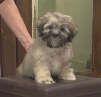 Lhasa Apso Puppies media 18