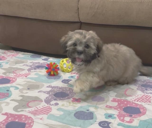 Lhasa Apso Puppies media 19