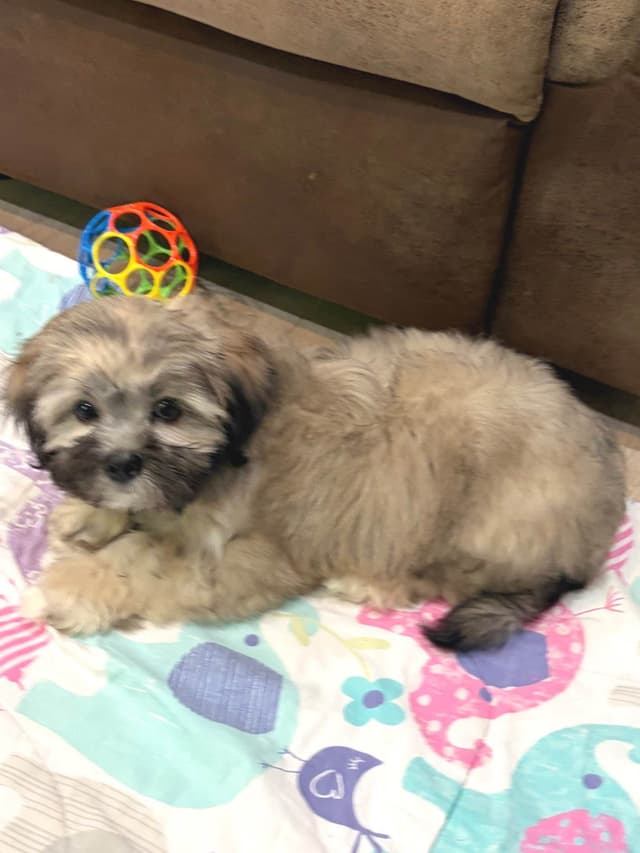 Lhasa Apso Puppies media 20