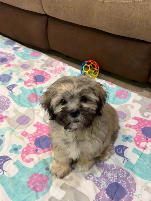 Lhasa Apso Puppies media 22