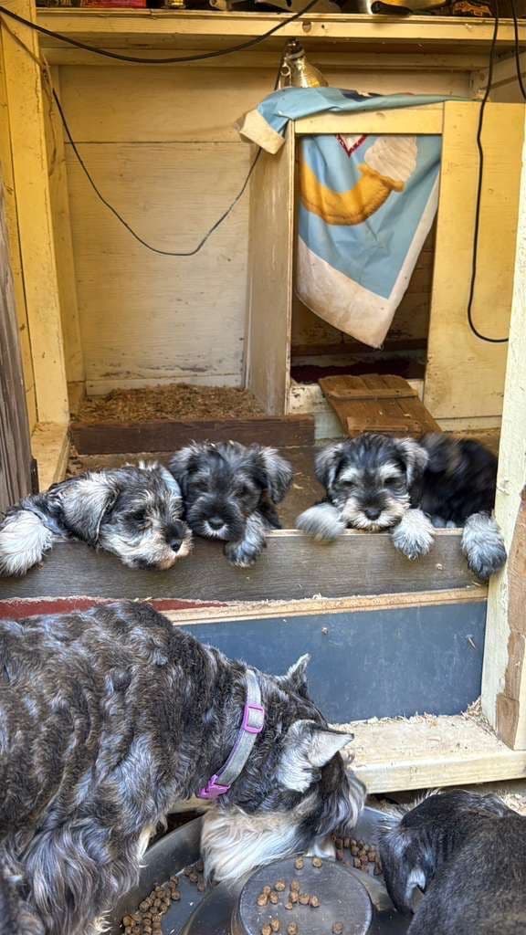 Miniature Schnauzer Puppies media 3