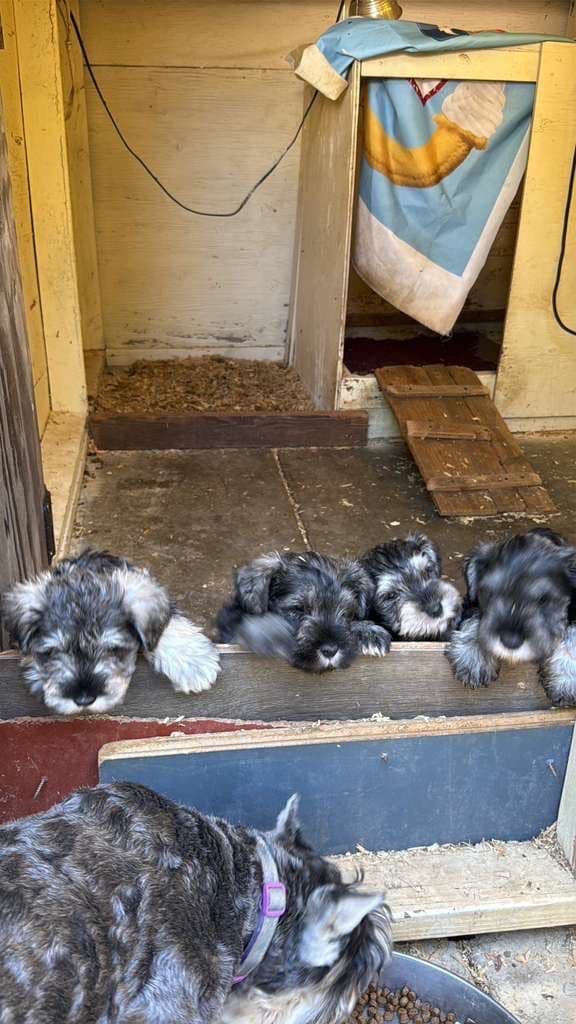 Miniature Schnauzer Puppies media 5