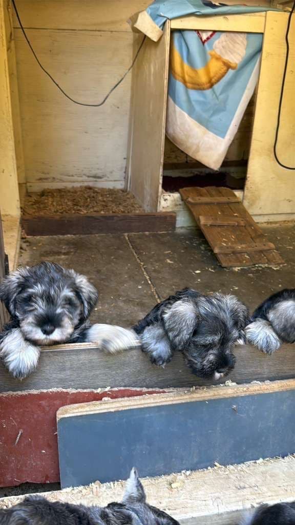 Miniature Schnauzer Puppies media 6