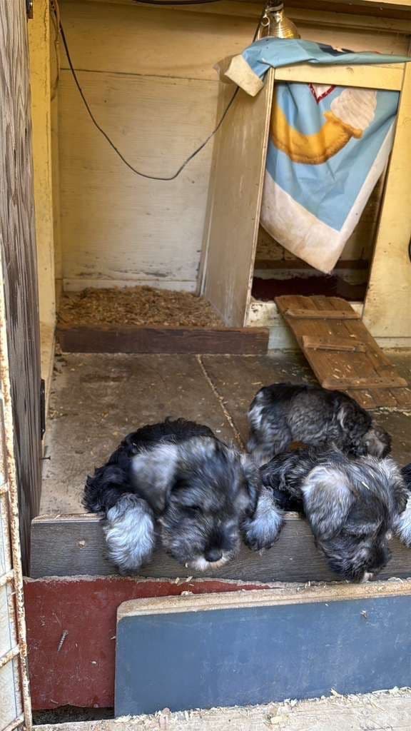 Miniature Schnauzer Puppies media 9