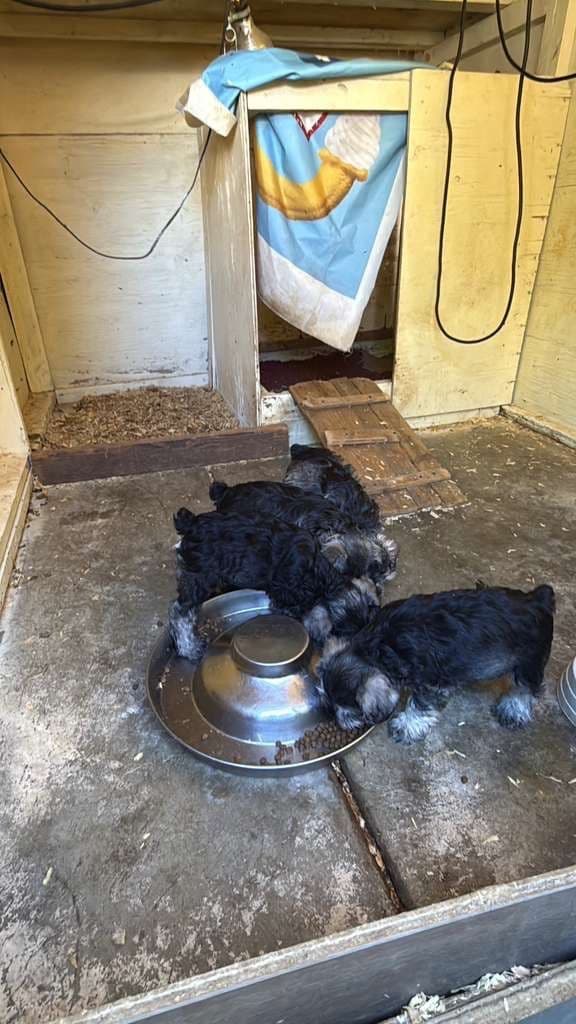 Miniature Schnauzer Puppies media 8
