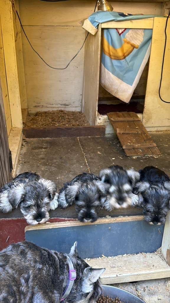 Miniature Schnauzer Puppies media 7