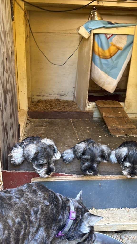 Miniature Schnauzer Puppies media 14