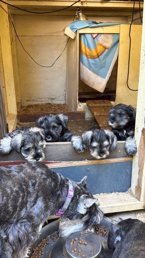 Miniature Schnauzer Puppies media 10