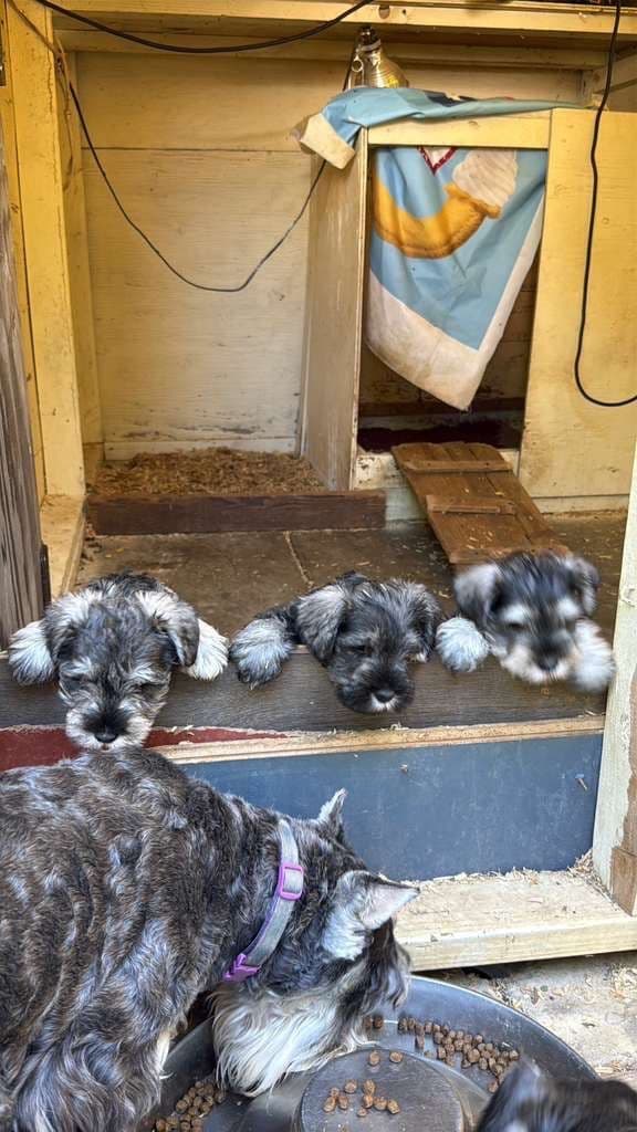 Miniature Schnauzer Puppies media 12