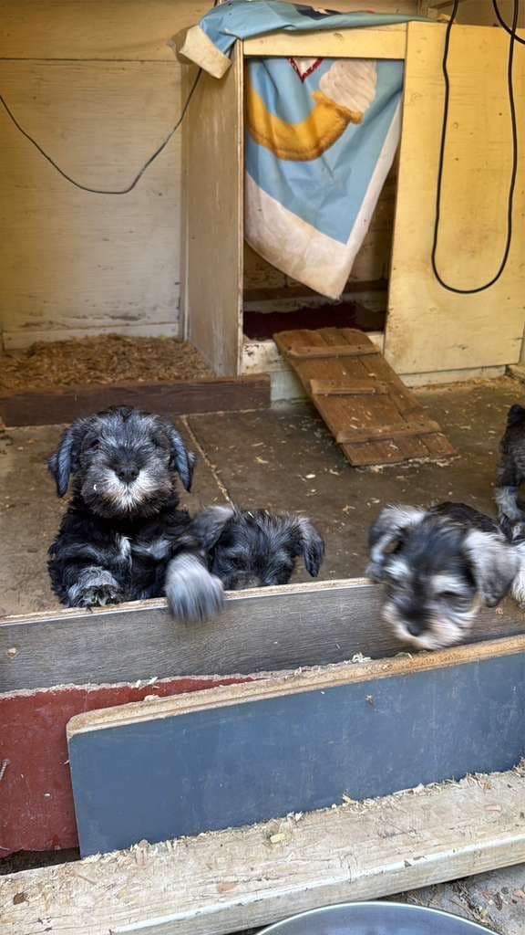 Miniature Schnauzer Puppies media 11