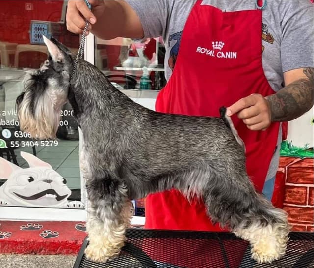 Miniature Schnauzer Puppies media 13