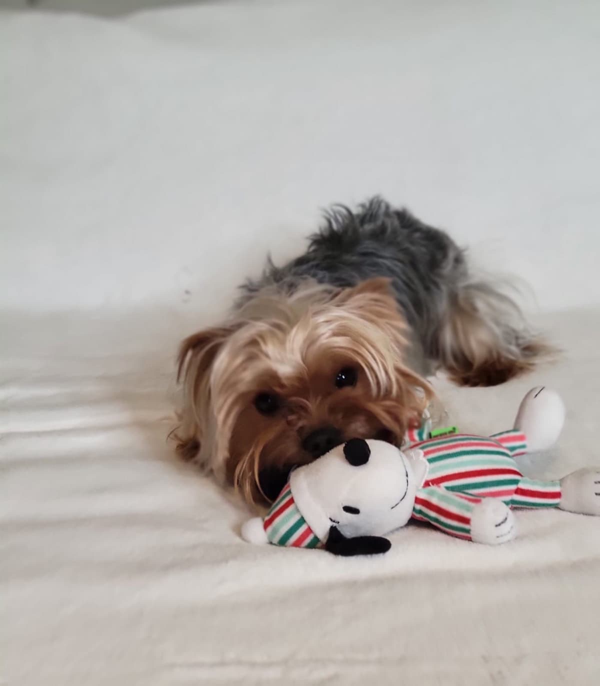 Yorkshire Terrier Puppies breeder image 1