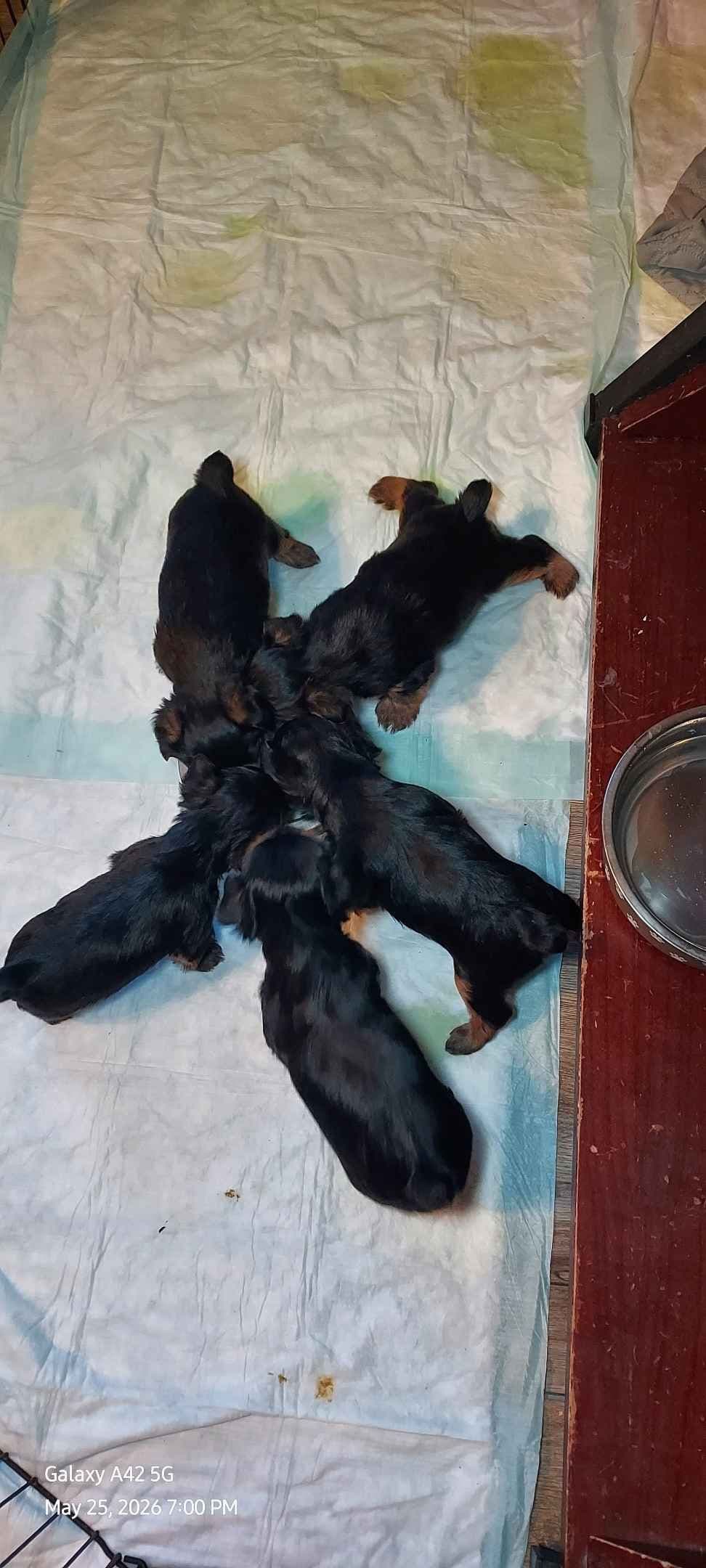 Yorkshire Terrier Puppies breeder image 2