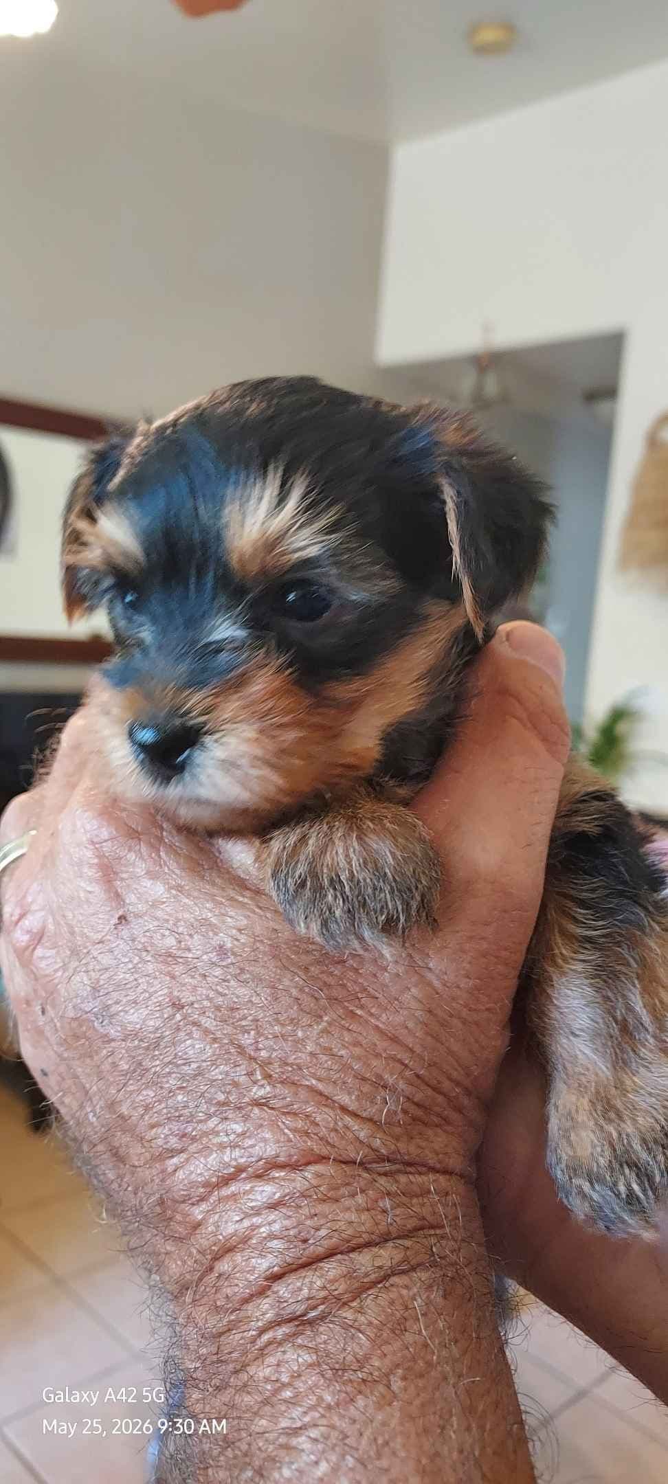 Yorkshire Terrier Puppies breeder image 4