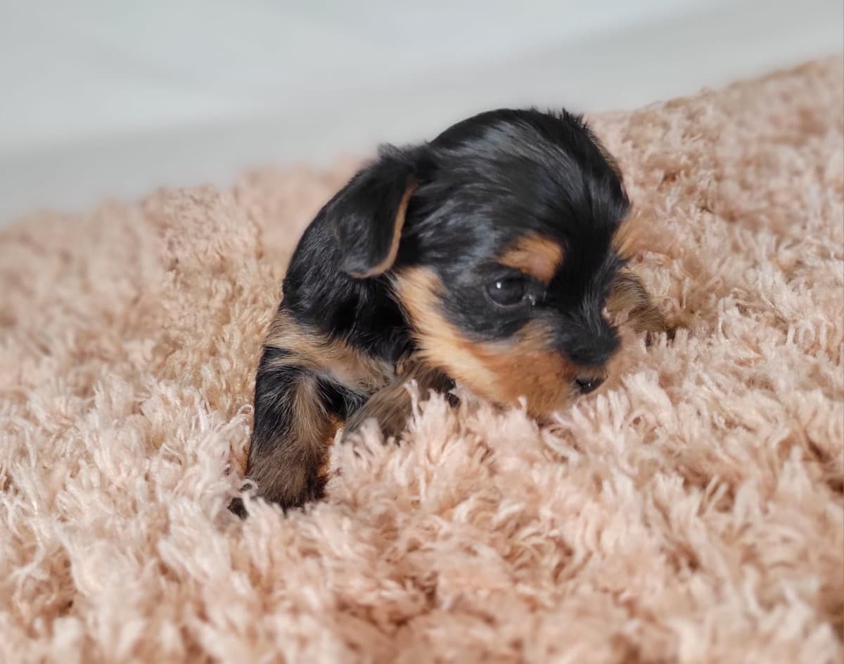 Yorkshire Terrier Puppies breeder image 3