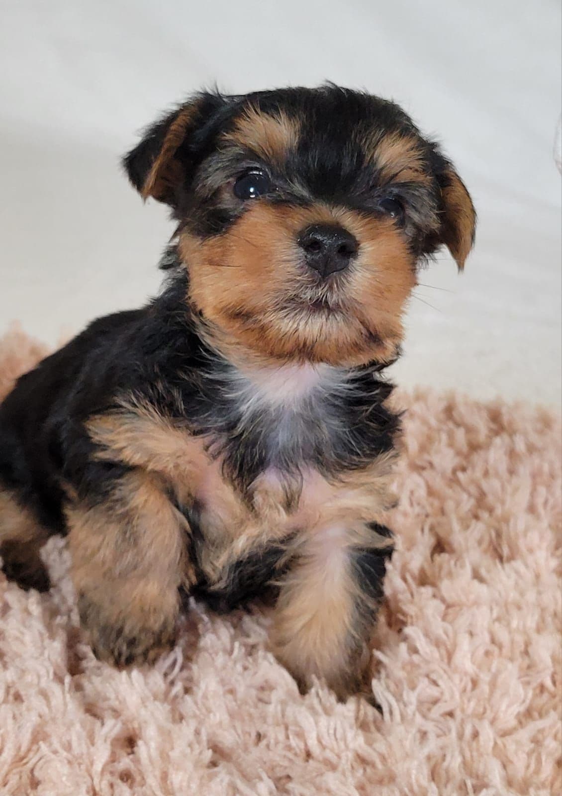 Yorkshire Terrier Puppies breeder image 6