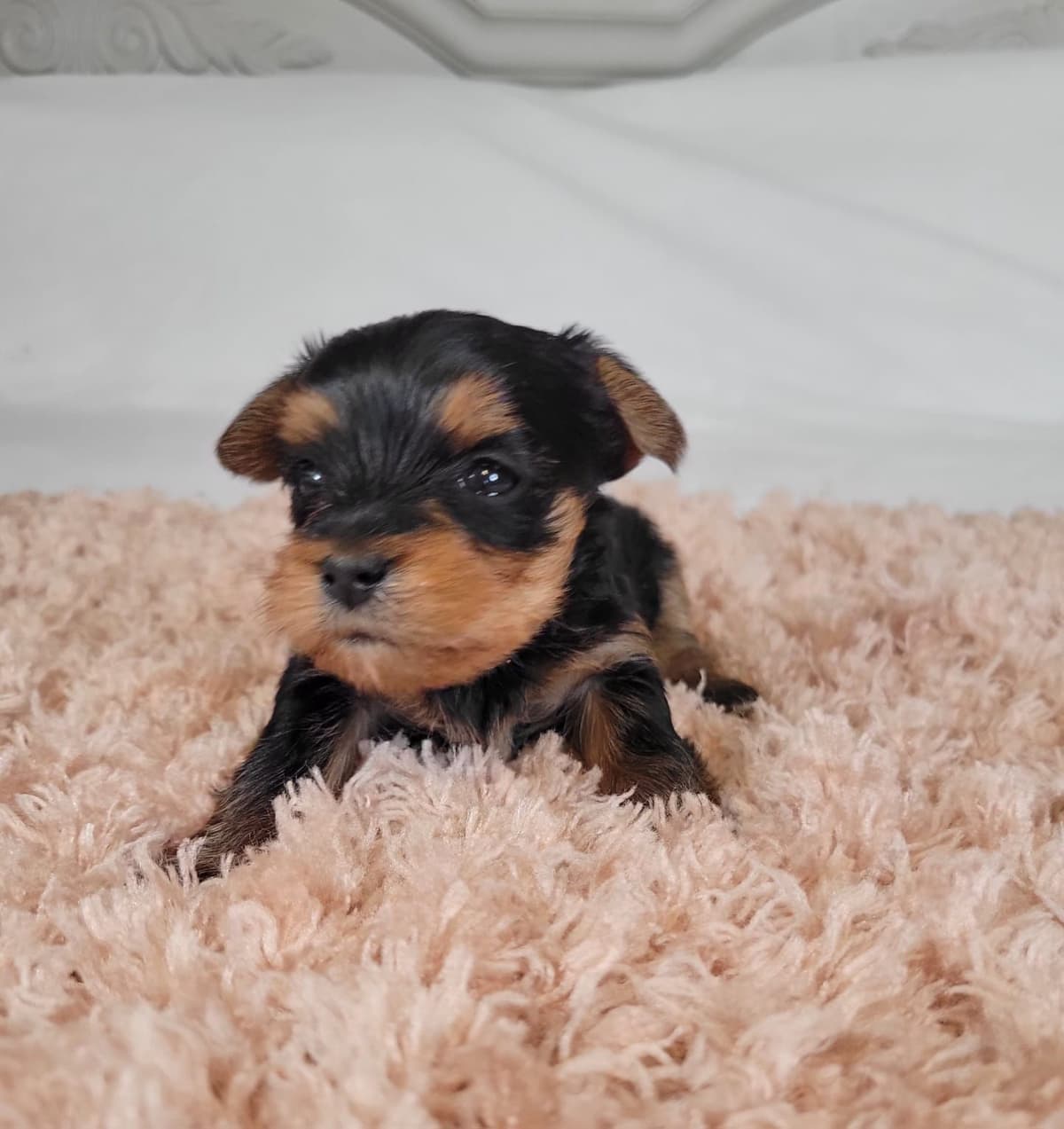 Yorkshire Terrier Puppies breeder image 7