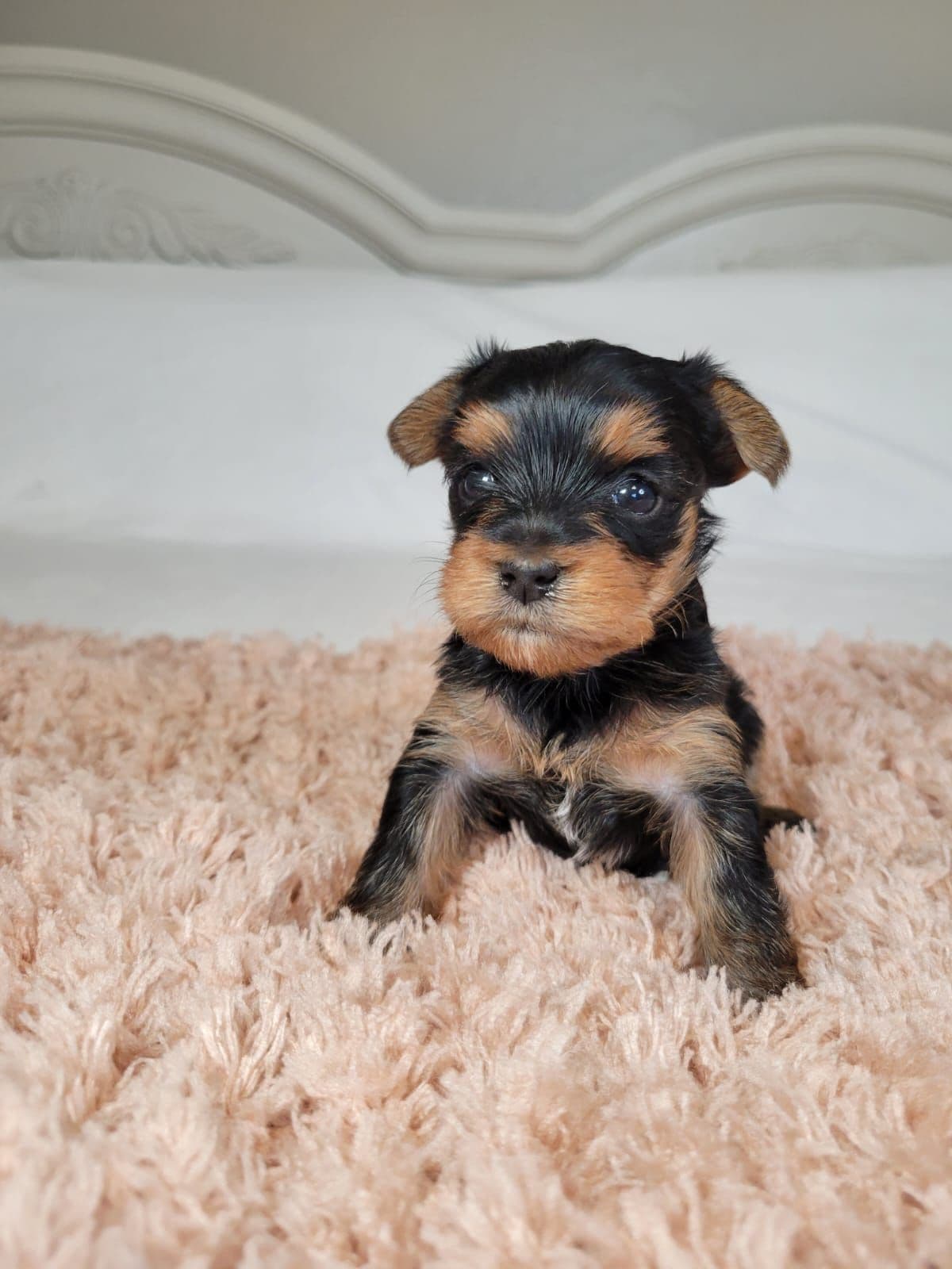 Yorkshire Terrier Puppies breeder image 8