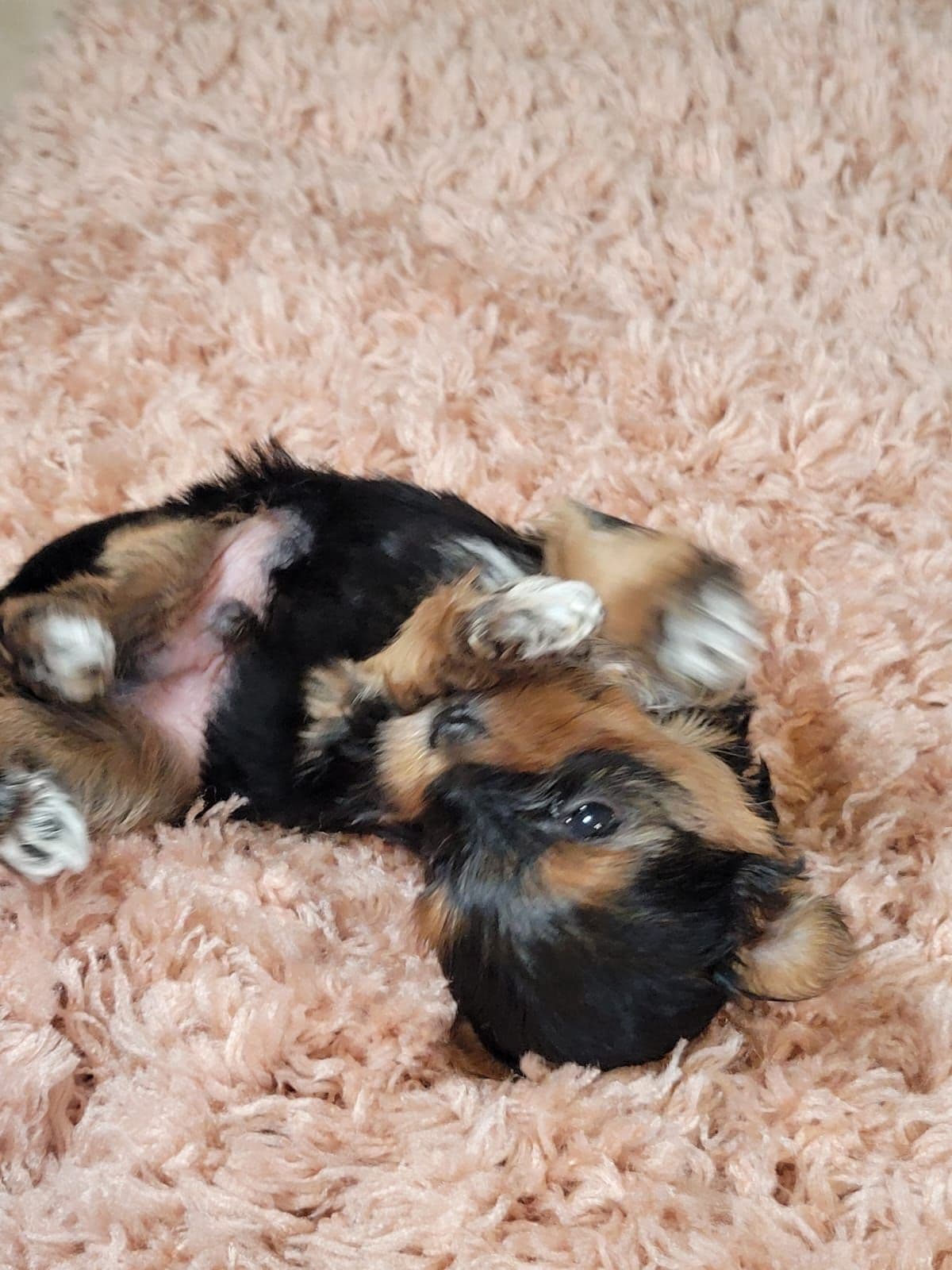 Yorkshire Terrier Puppies breeder image 9