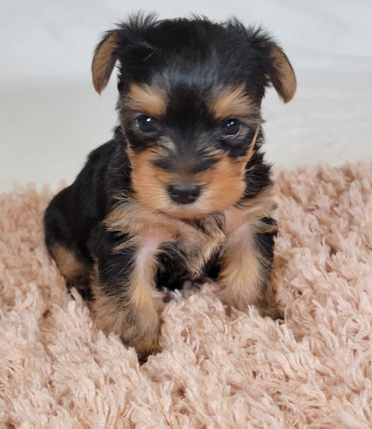 Yorkshire Terrier Puppies breeder image 10