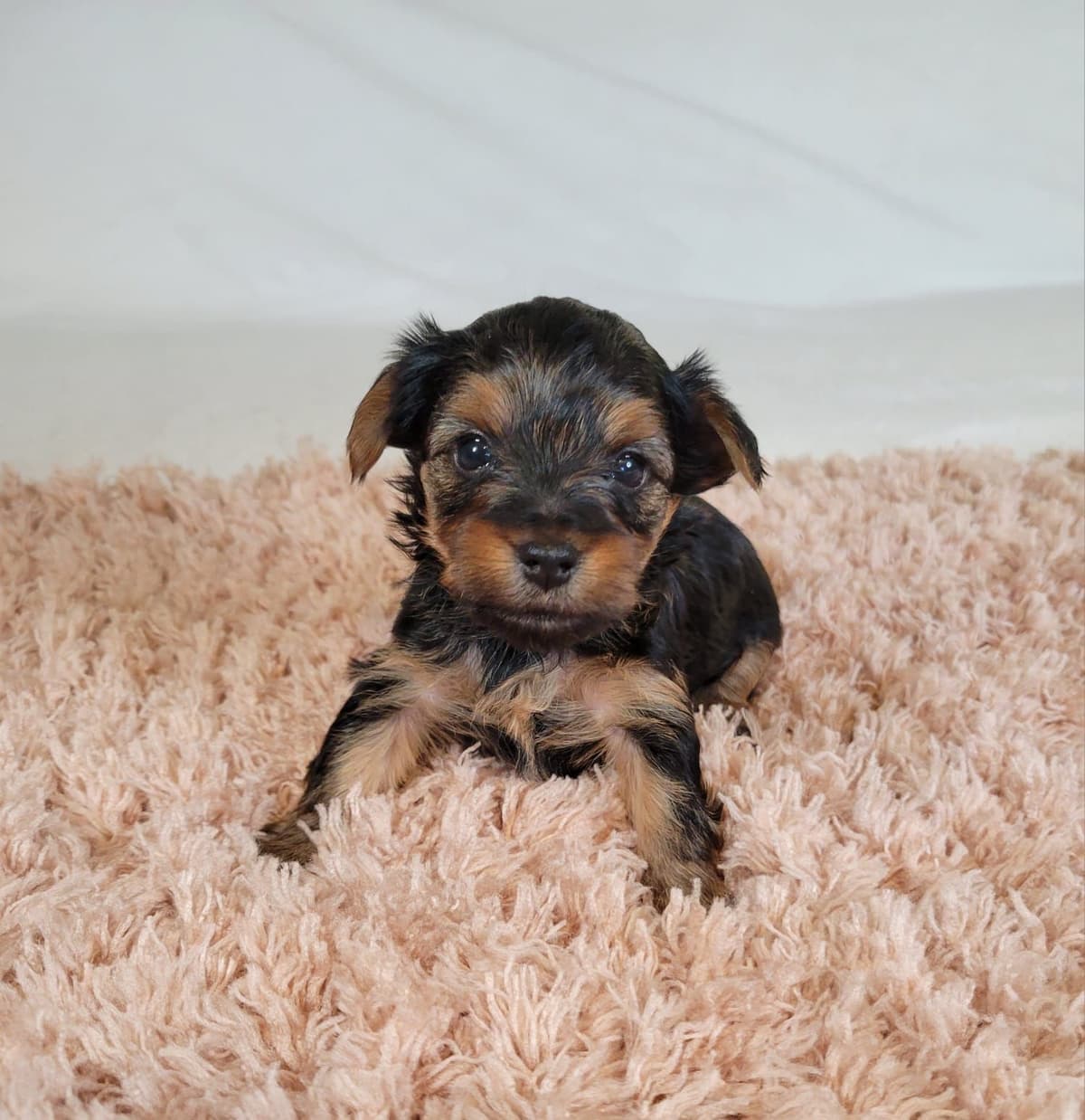 Yorkshire Terrier Puppies breeder image 12