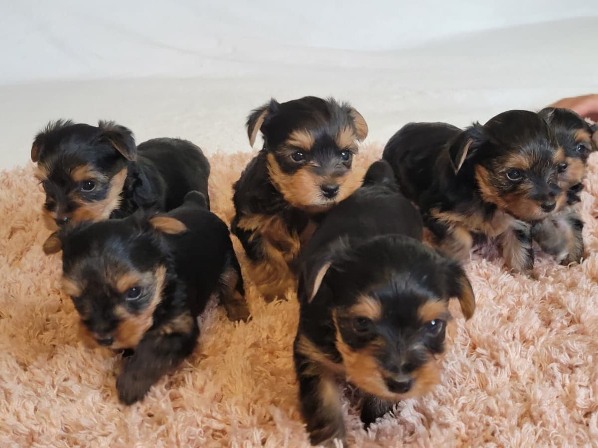 Yorkshire Terrier Puppies breeder image 13