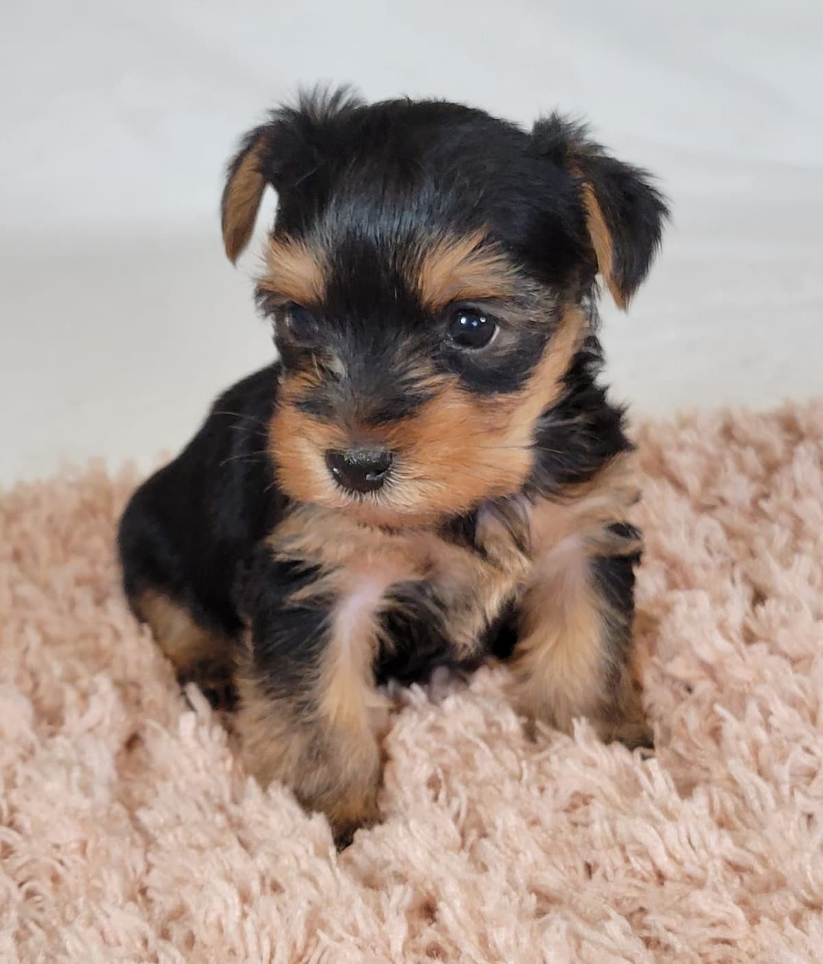 Yorkshire Terrier Puppies breeder image 14