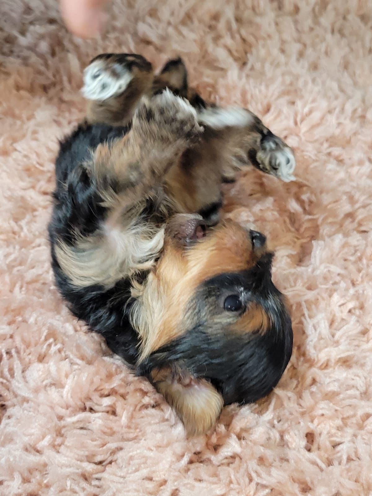 Yorkshire Terrier Puppies breeder image 11