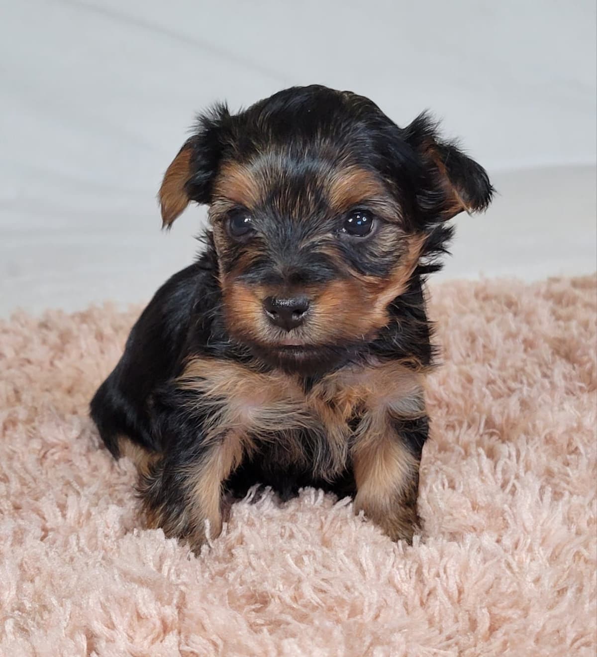 Yorkshire Terrier Puppies breeder image 16
